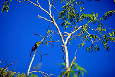 Belize-Interior-Belize Jungle Trails